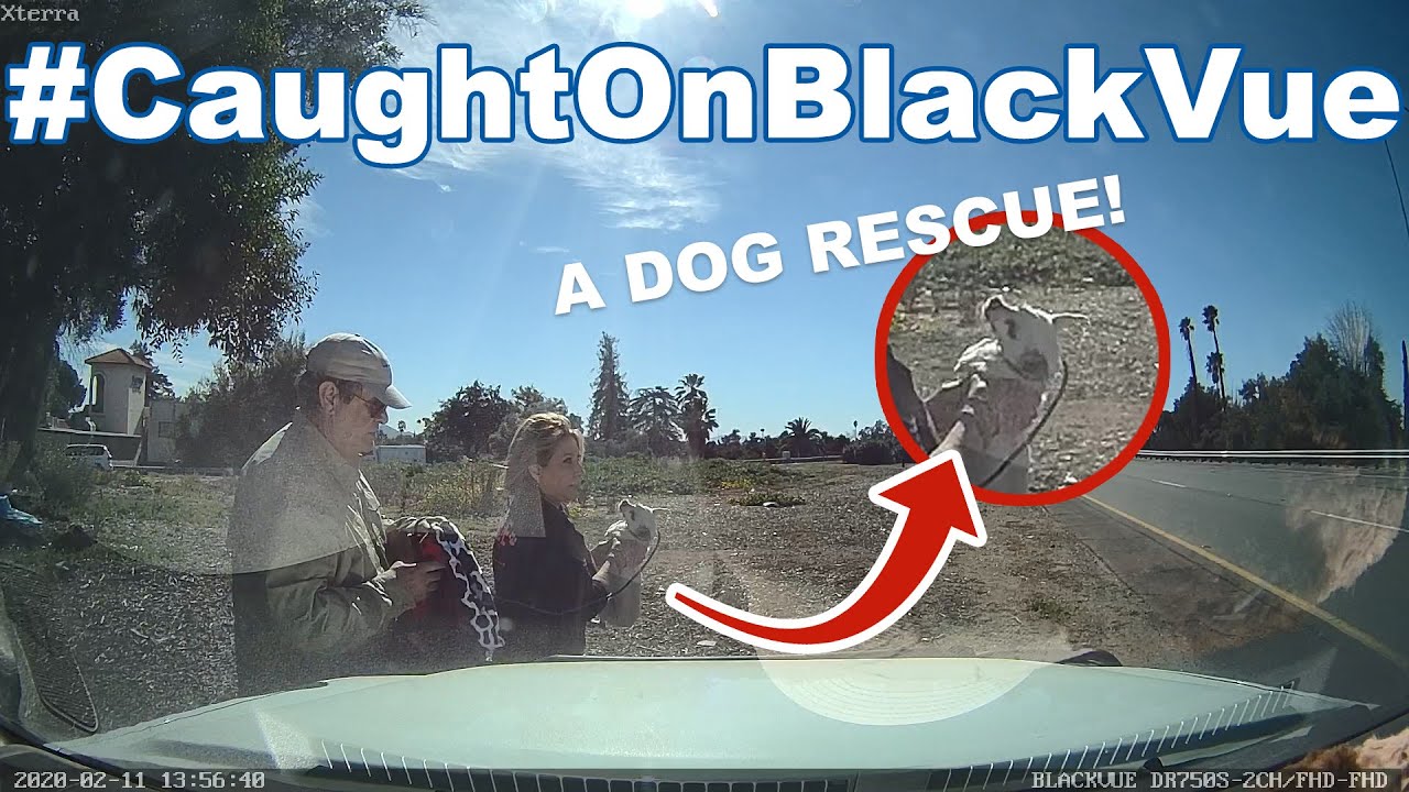 Dog-Running-On-A-Highway-A-Rescue-Operation-CaughtOnBlackVue