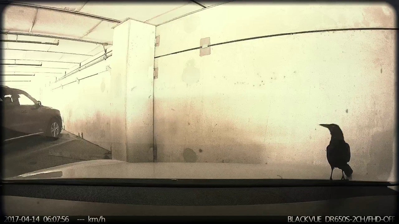 Tesla-BlackVue-Impact-Detected
