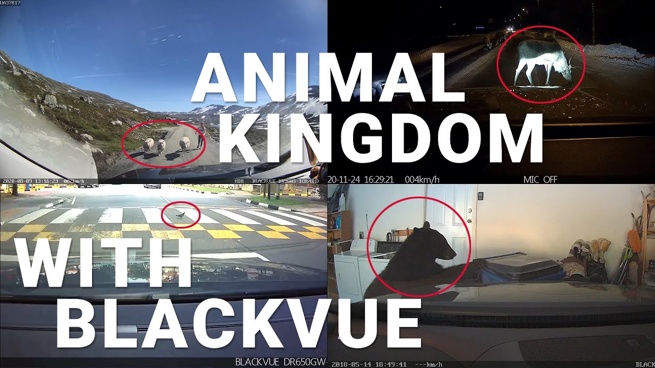 The-Animal-Kingdom-CaughtOnBlackVue-Bear-in-Garage-Reindeer-Sheep-and-more