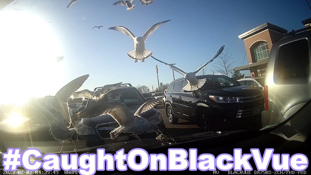 Throwing-Food-Trash-At-Cars-CaughtOnBlackVue
