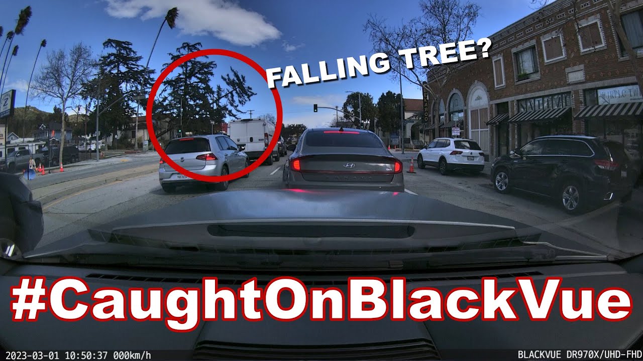 Tree-Falling-On-A-Car-CaughtOnBlackVue