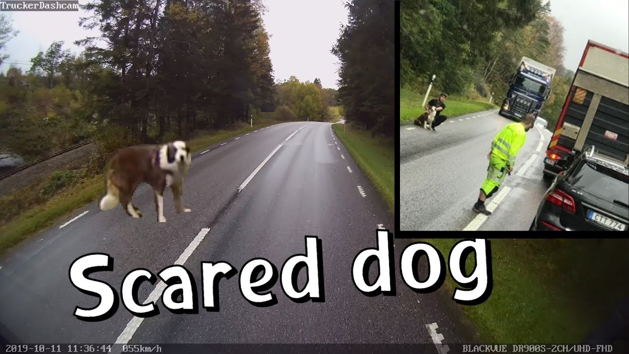 Truck-Drivers-rescue-Lost-Dog-in-the-middle-of-the-Road