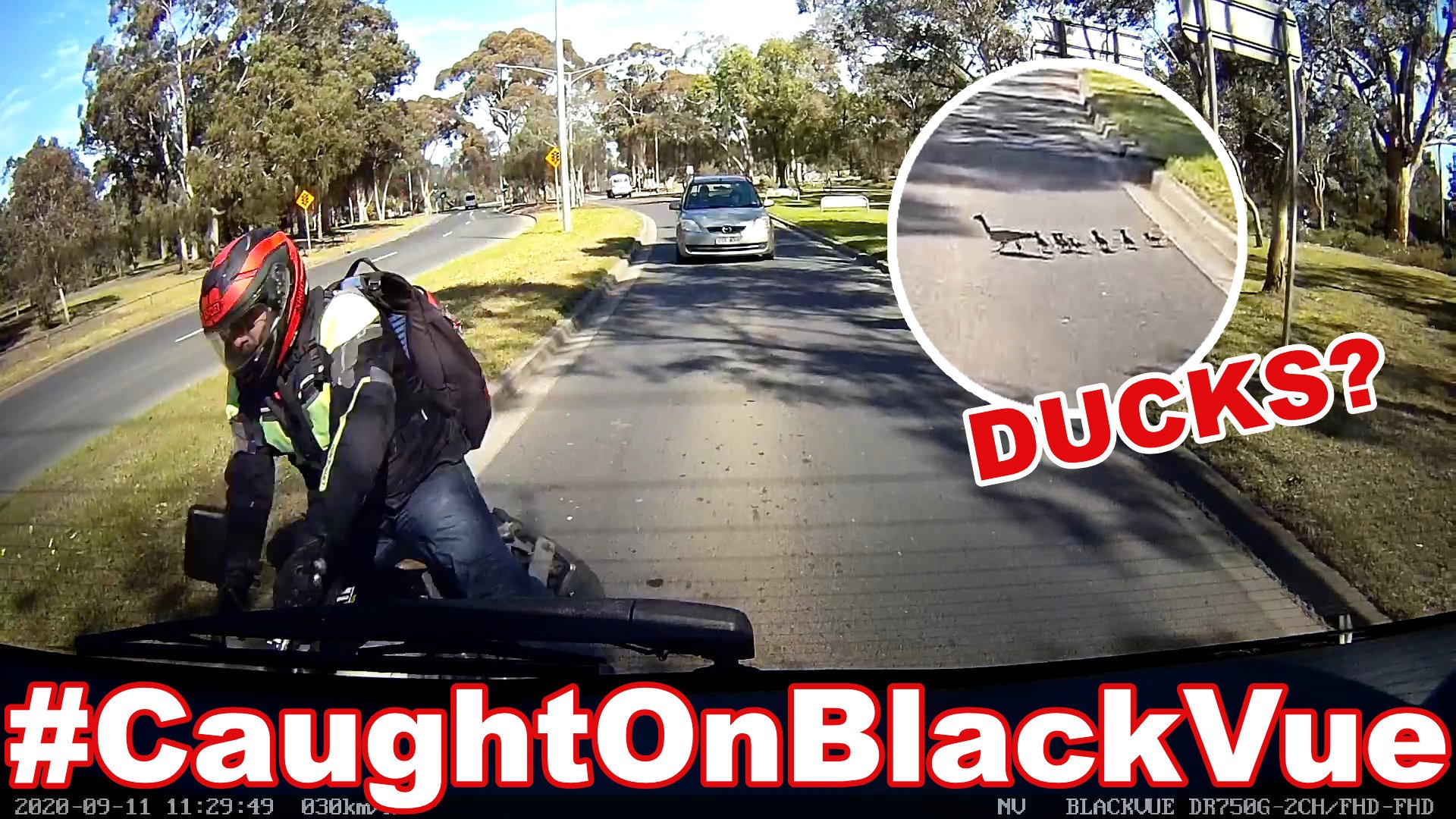 Enten, die die Straße überqueren, verursachen einen Unfall?! #CaughtOnBlackVue